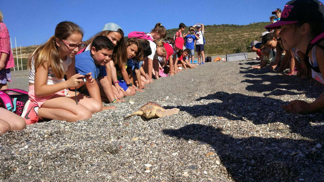 Los alumnos contemplaron muy de cerca el regreso al mar de este animal, que tiene aproximadamente seis años.